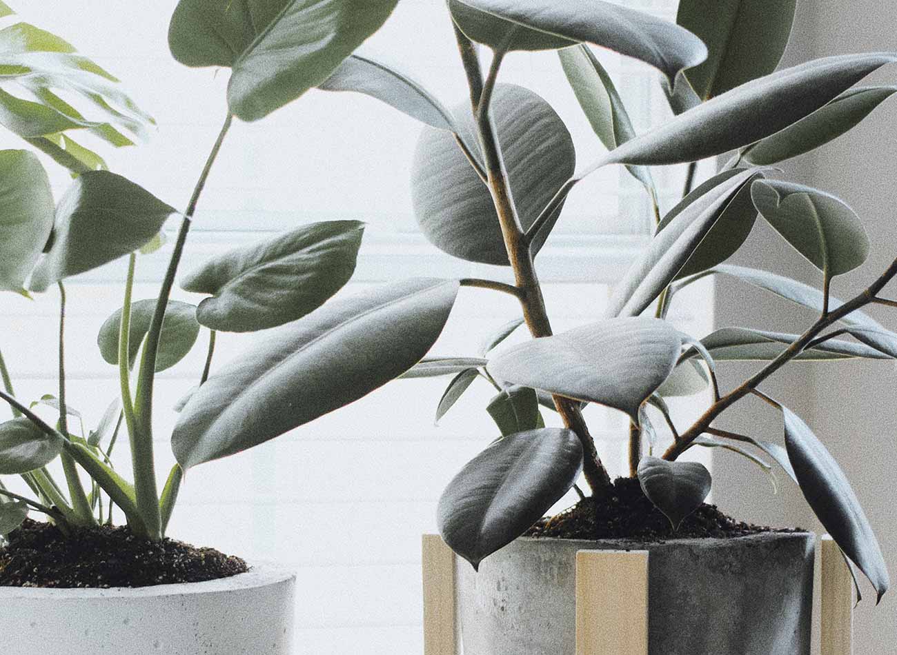 Plantstagrams You Should Start Following Today!