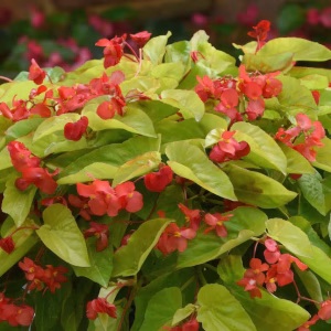 Begonia blooms with low pollen production for bee-free garden design